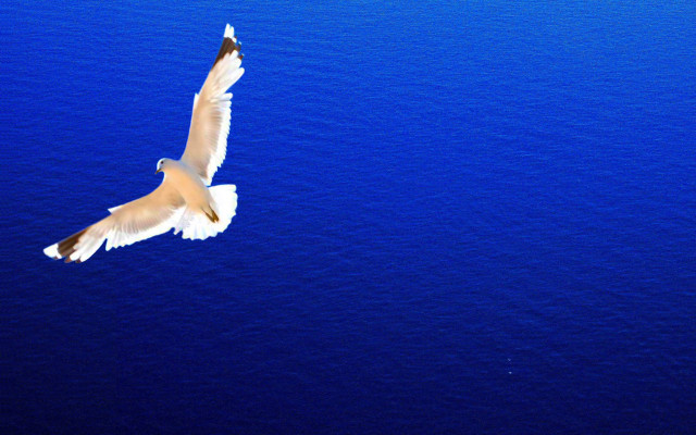 Bird flying ocean wings spread free wallpaper - medium preview image