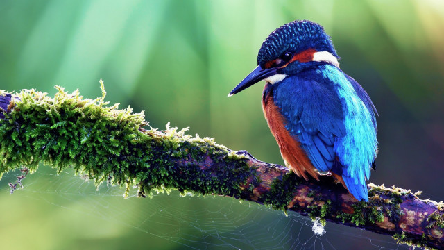 Colorful bird branch moss spider free wallpaper - medium preview image