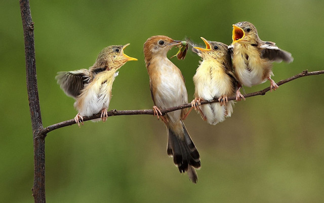 Birds tree branch open mouthed free wallpaper - medium preview image