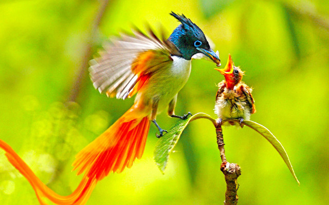 Bird flying flower bee branch free wallpaper - medium preview image