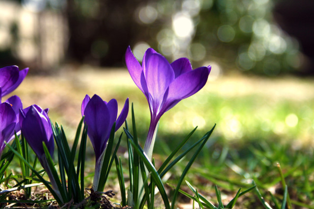 Purple flowers grass field forest free wallpaper - medium preview image