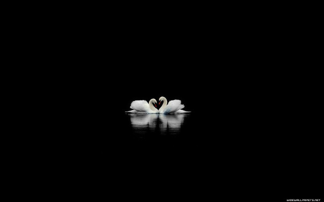 Two white flowers dark water free wallpaper - medium preview image