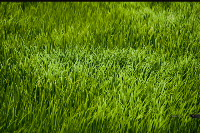 Scissors grass field green blurry free wallpaper - medium preview image