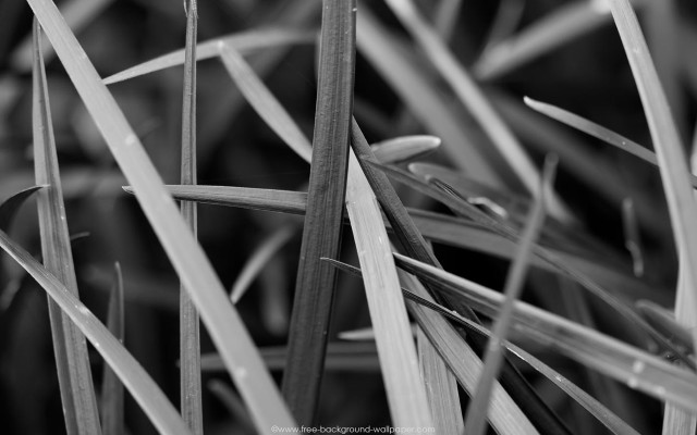 Grass small leaves black white free wallpaper - medium preview image