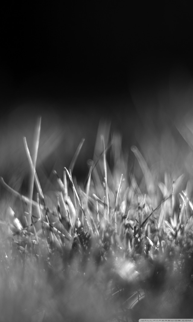 Black white grass blades macro free wallpaper - medium preview image