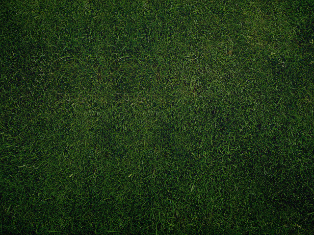 Red fire hydrant lush green free wallpaper - medium preview image