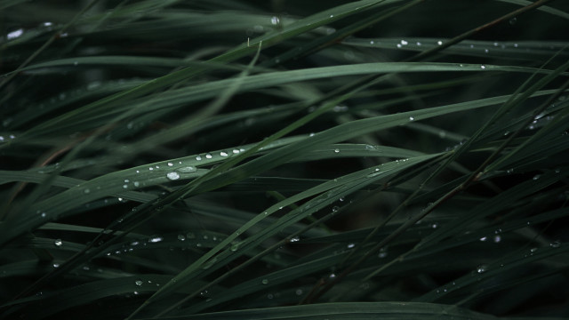 Grass water droplets macro nature free wallpaper - medium preview image