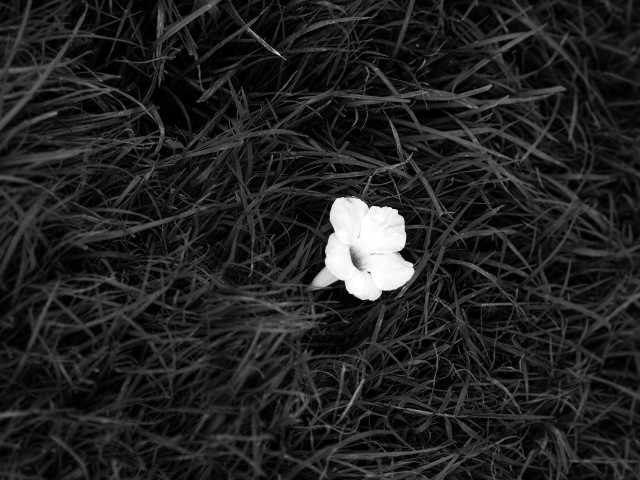 White flower grass black white free wallpaper - medium preview image