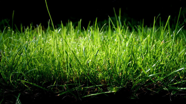 Green grass closeup black background free wallpaper - medium preview image