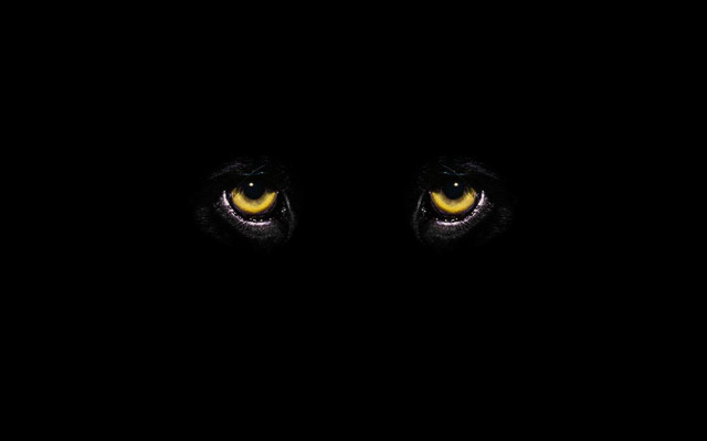 Black background yellow eyes white free wallpaper - medium preview image
