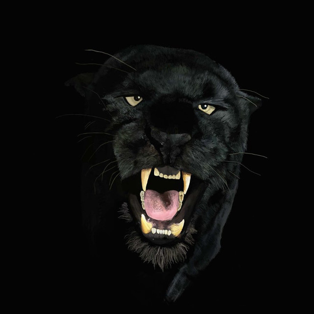 Black panther mouth open teeth #3 free wallpaper - medium preview image