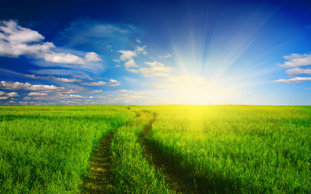 Green field dirt path sunlight free wallpaper - medium preview image