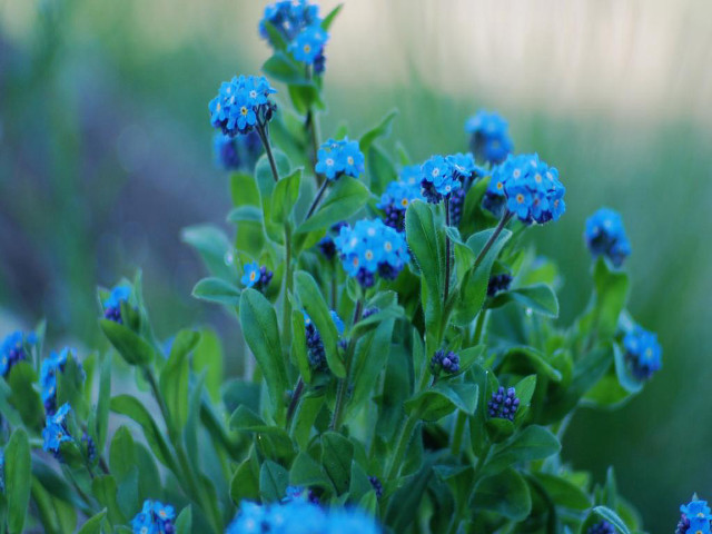 Blue flower green leaves macro #2 free wallpaper - medium preview image
