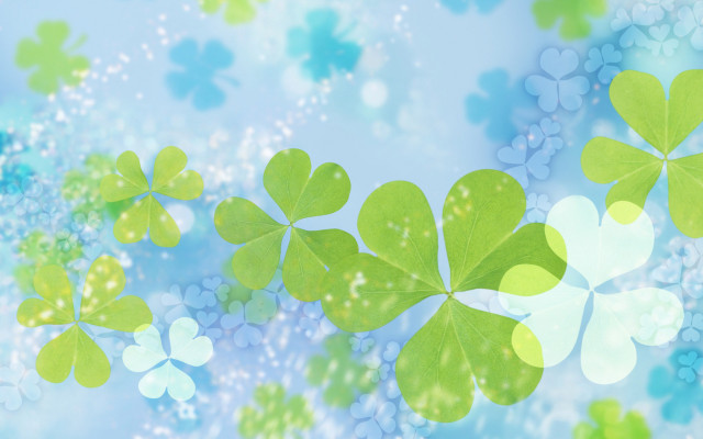 Four leaf clovers blue background free wallpaper - medium preview image