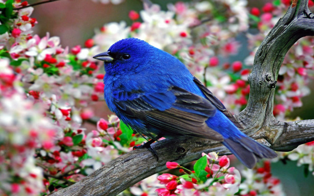 Blue bird branch flower ecological #2 free wallpaper - medium preview image
