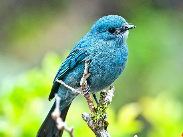 Blue bird branch green leaves free wallpaper - medium preview image