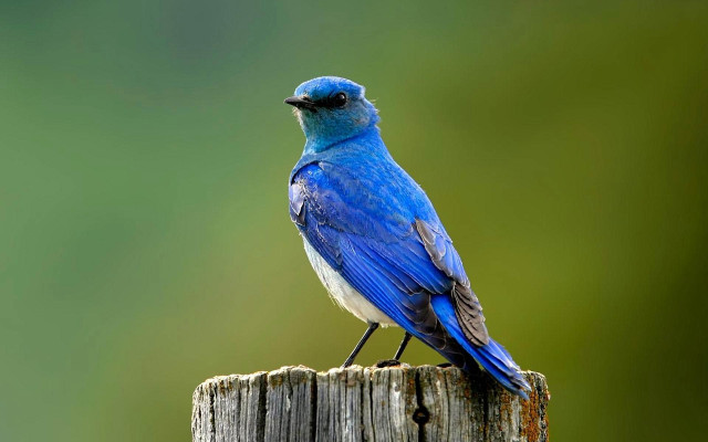 Blue bird wooden post green #3 free wallpaper - medium preview image