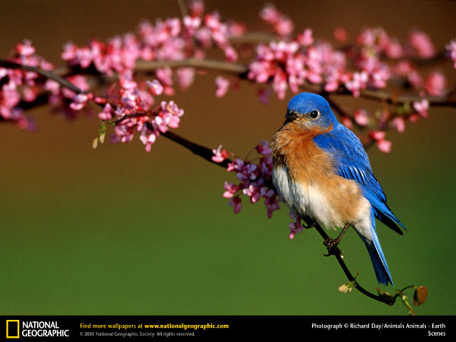 Blue bird branch pink flowers free wallpaper - medium preview image