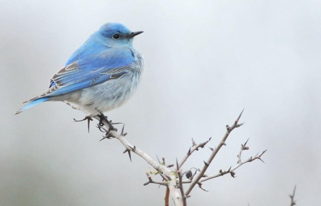 Blue bird tree branch sky free wallpaper - medium preview image