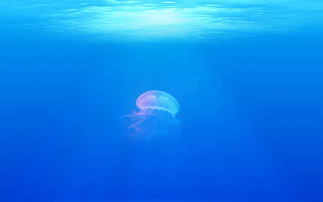 Jellyfish swimming ocean bright blue free wallpaper - medium preview image