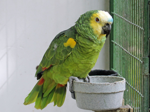 Green yellow parrot perched birdfeeder free wallpaper - medium preview image