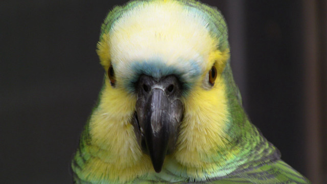 Parrot yellow green feathers black free wallpaper - medium preview image