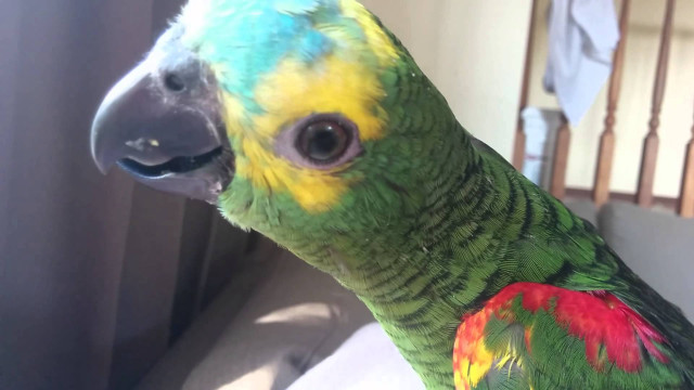 Parrot rococo overhead blurry realistic free wallpaper - medium preview image
