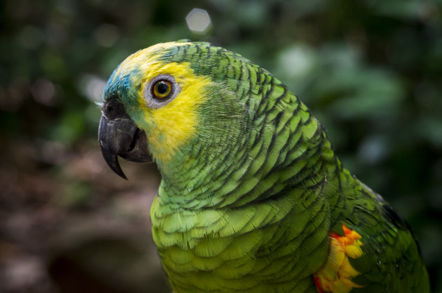 Green yellow parrot yellow flower free wallpaper - medium preview image