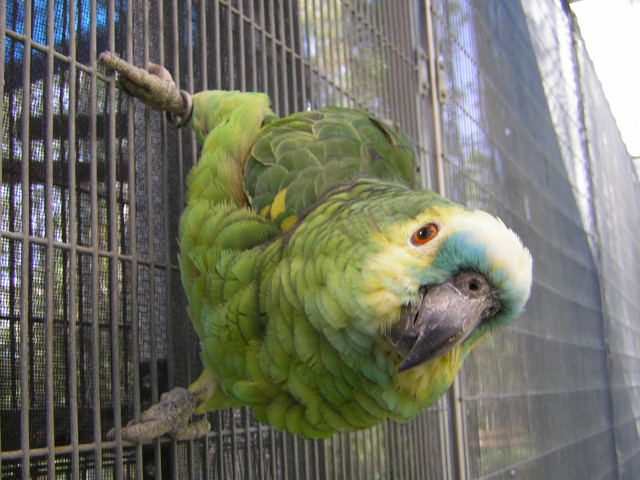 Green parrot caged perch looking free wallpaper - medium preview image