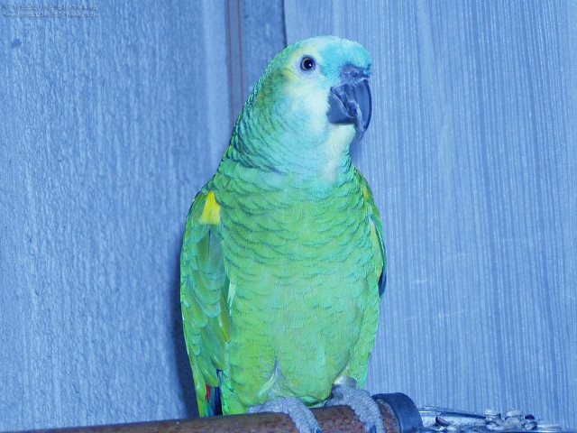 Green parrot perched branch wall free wallpaper - medium preview image