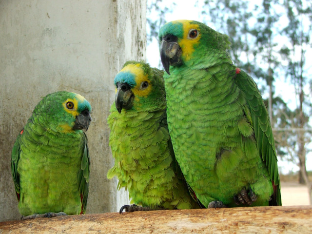 Three green parrots sitting on free wallpaper - medium preview image