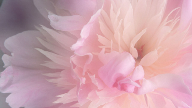 Pink flower closeup blurry background #17 free wallpaper - medium preview image