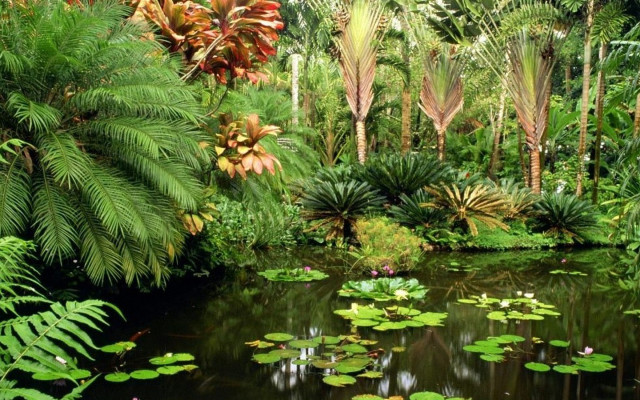 Pond green plants trees forest free wallpaper - medium preview image