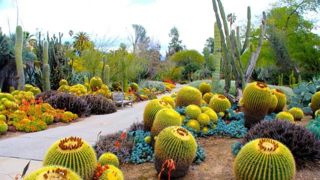Cactus garden diverse plants flowers free wallpaper - medium preview image