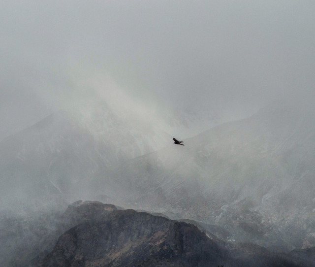 Bird flying mountain fog misty free wallpaper - medium preview image