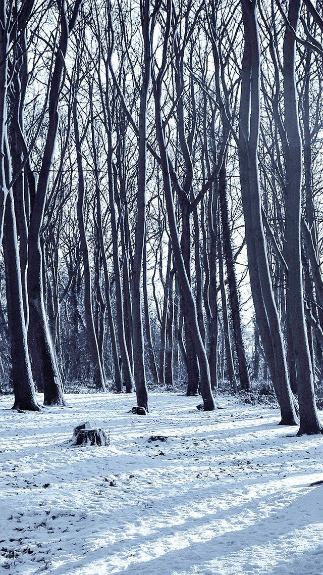 Snowy field trees dog laying free wallpaper - medium preview image