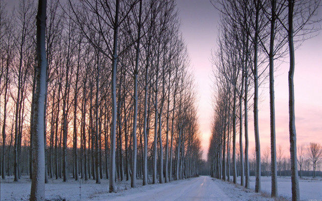 Road trees snow sunset dawn free wallpaper - medium preview image
