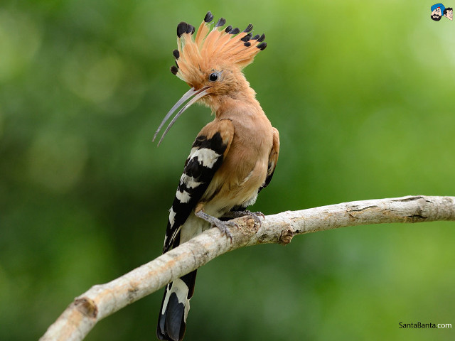 Colorful bird branch blurry trees free wallpaper - medium preview image