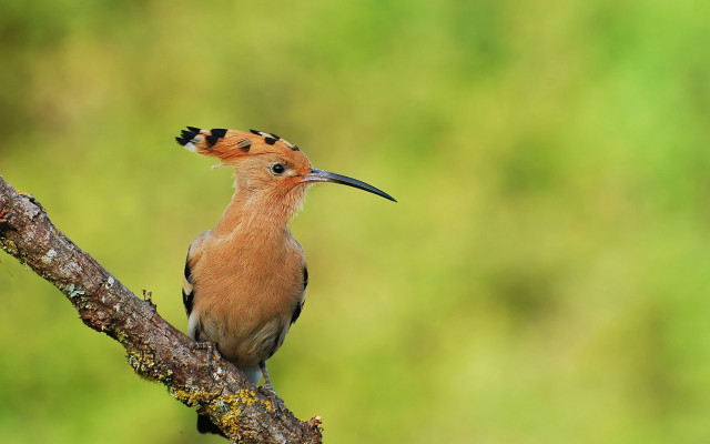 Bird beak branch green background free wallpaper - medium preview image