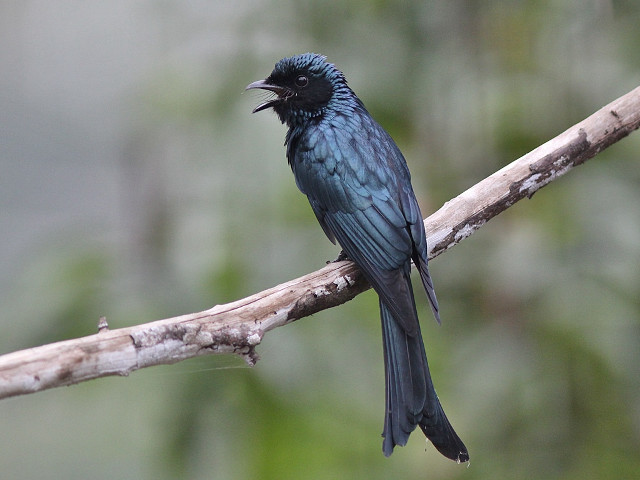 Small bird branch mouth open #2 free wallpaper - medium preview image