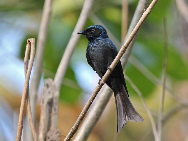 Black bird branch tree leaves free wallpaper - medium preview image