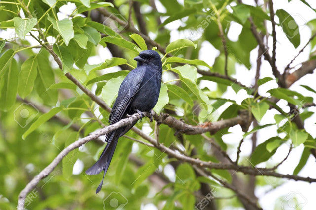 Bird branch tree leaves background free wallpaper - medium preview image