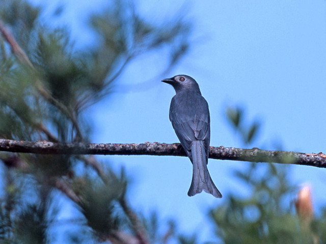 Bird branch tree blue sky free wallpaper - medium preview image