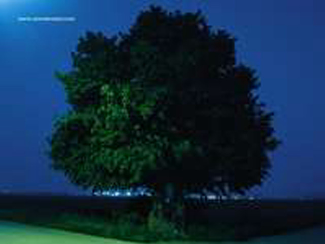 Tree field full moon blue free wallpaper - medium preview image