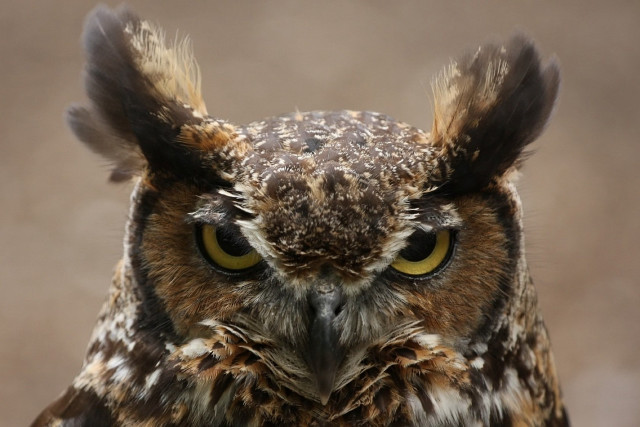 Owl closeup yellow eyes black #3 free wallpaper - medium preview image