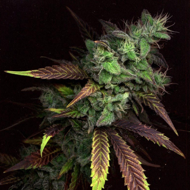 Close up plant green leaves free wallpaper - medium preview image