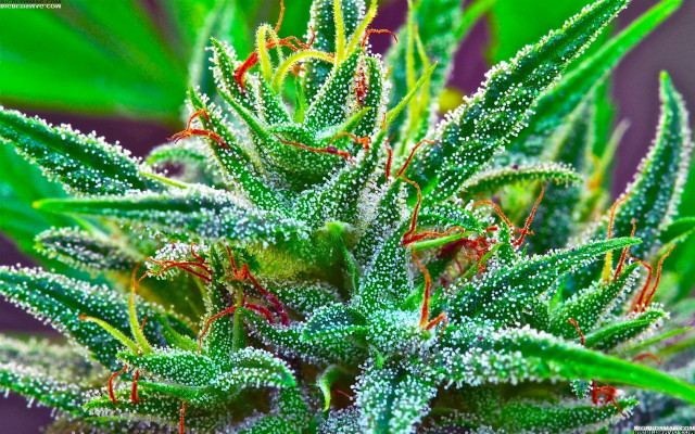 Green plant dew purple background free wallpaper - medium preview image