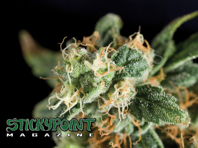 Close up plant stickpoint magazine free wallpaper - medium preview image