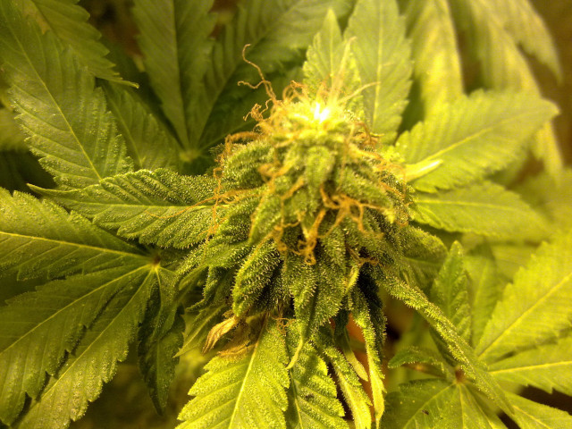 Green plant leaves dirt blurry free wallpaper - medium preview image