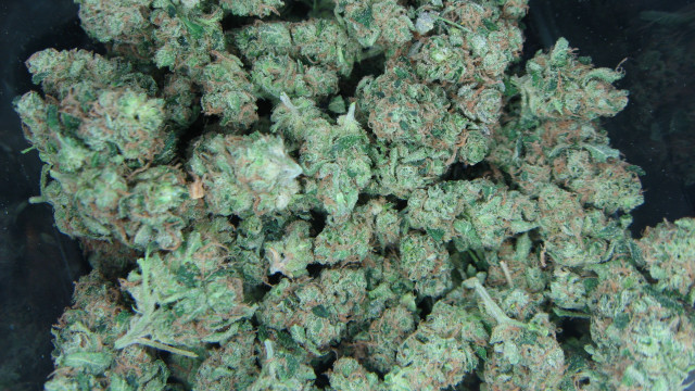 Green plants black container black free wallpaper - medium preview image